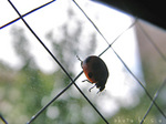 太陽に向かって飛ぶ虫