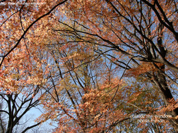12月7日の紅葉 (1)